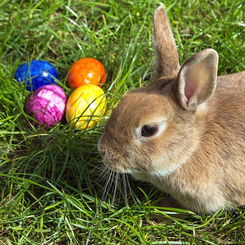 Easter - Shoetopia Footwear